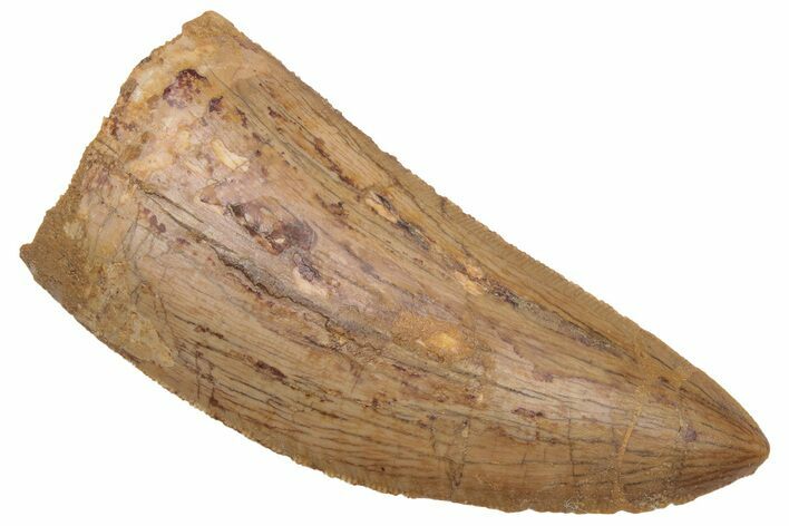 Serrated, Carcharodontosaurus Tooth - Real Dinosaur Tooth #230606